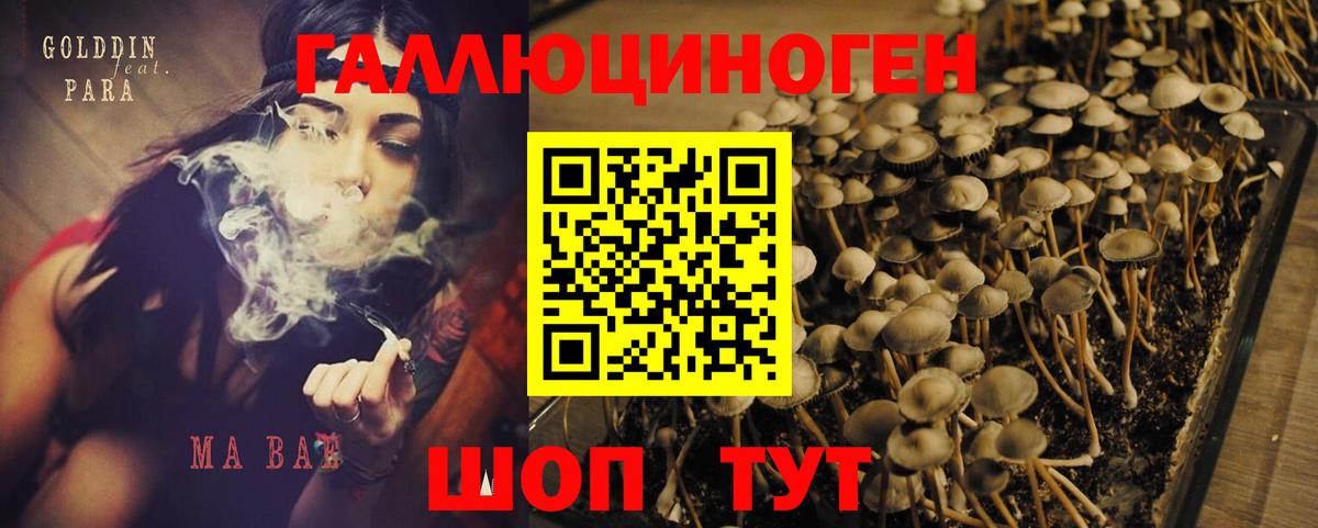 Псилоцибиновые грибы мицелий Бутурлиновка